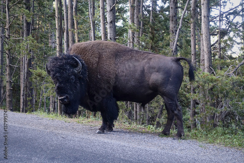 bison kraft särke