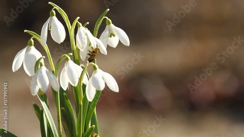 Spring snowdrop flowers and fly bee
