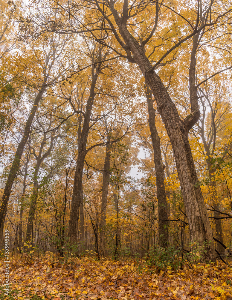 Trees in a forest in the fall
