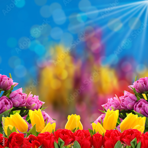 Fototapeta Naklejka Na Ścianę i Meble -  Kwiaty a najlepiej tulipany to tło  na każdą okazje.