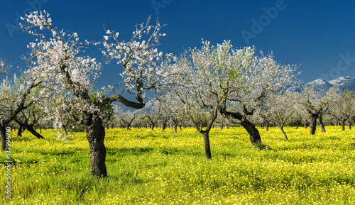 almond trees