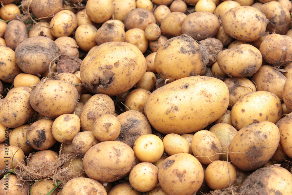 Kartoffel Ernte Feld Sand Boden viele dreckig Kartoffel Ernte Feld Sand Boden viele dreckig
