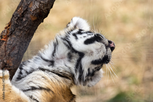 beautiful little tiger cub