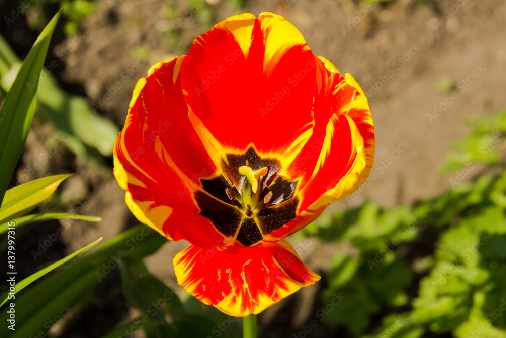 British Tulips British Tulips