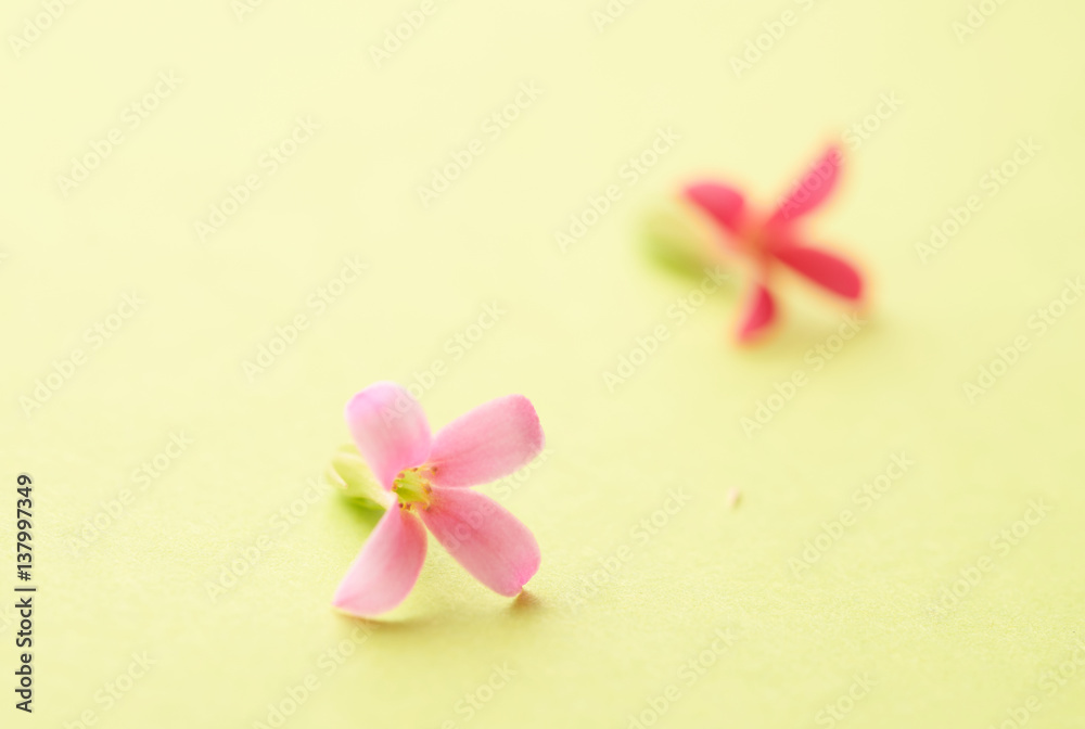 bouquet of pale pink flowers as a background bouquet of pale pink flowers as a background
