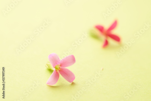 bouquet of pale pink flowers as a background