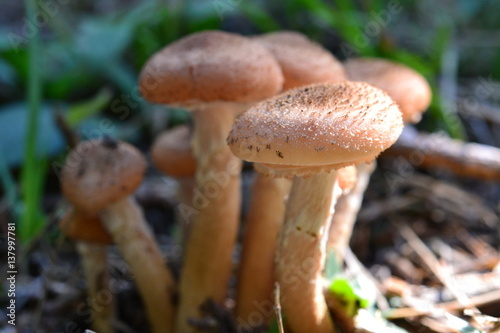 wild mushrooms close up