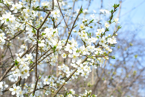 Apple tree, spring blooms in soft background of branches and sky, early spring white flowers, natural background