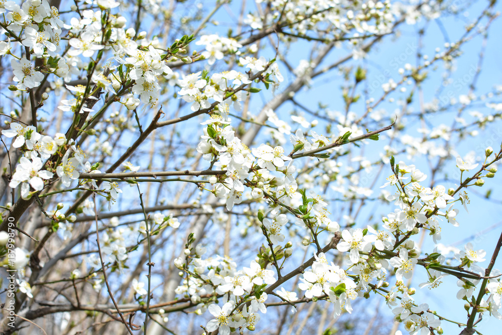 Apple tree, spring blooms in soft background of branches and sky, early spring white flowers, natural background