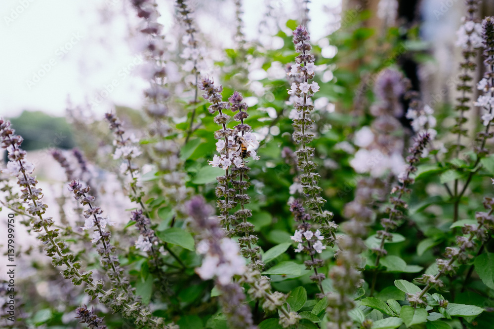 Bee at the Basil Bush Bee at the Basil Bush