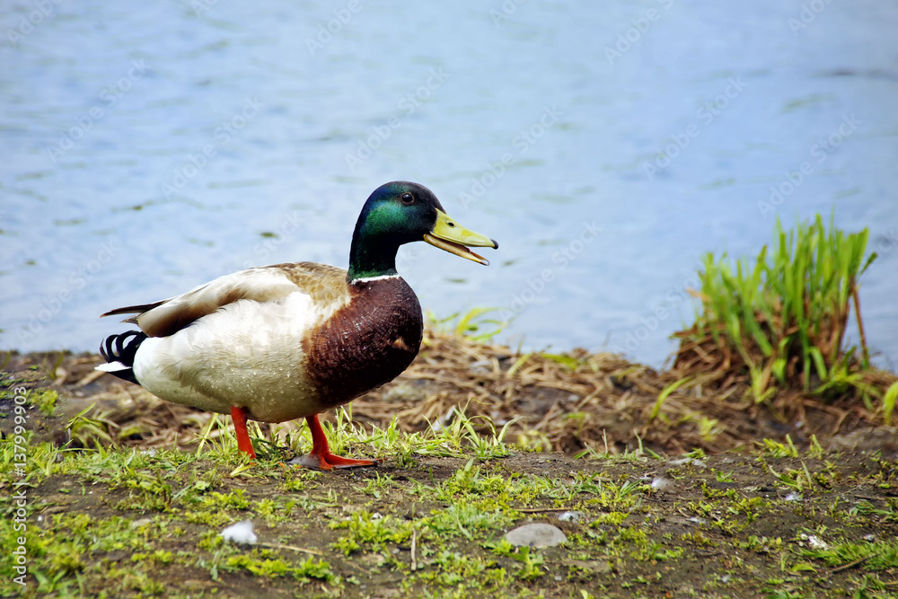 Duck Smiling Duck Smiling