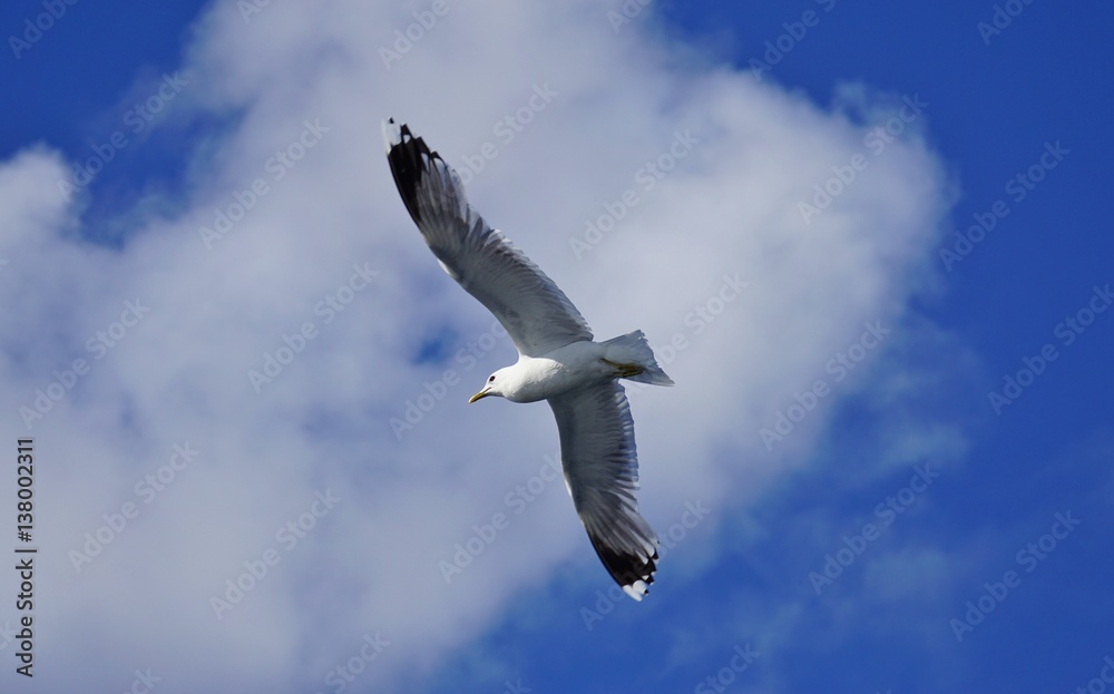 Fototapeta premium A seagull bird in flight in Norway
