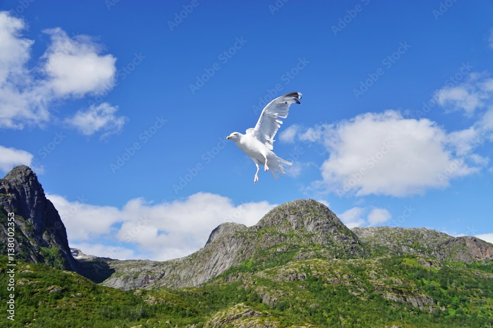 Fototapeta premium A seagull bird in flight in Norway