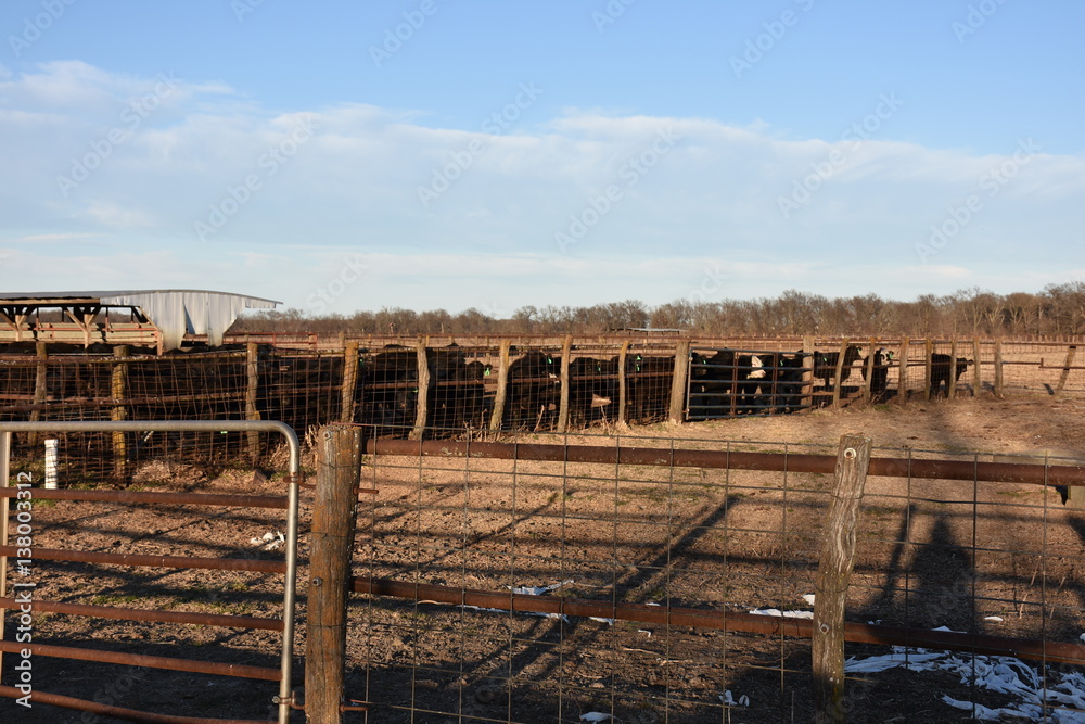 Cattle lined up at the feedlot fence
