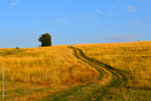 Natural field landscape with grass