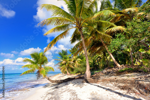 Tropical scenery. Beautiful palm beach with turquoise waters and white sand. Tropical vacations. Relaxing tropical holidays. Idyllic tropical scene. Saona Island  Dominican Republic