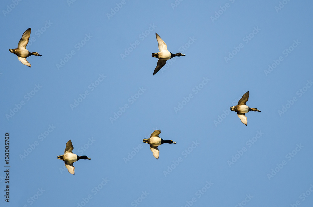 Flock of Ring-Necked Ducks Flying in a Blue Sky