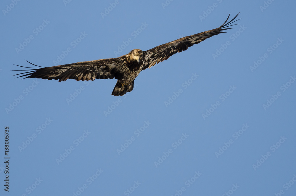 Young Bald Eagle Flying in the Blue Sky Young Bald Eagle Flying in the Blue Sky