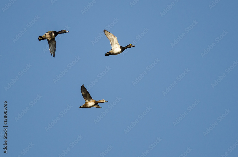 Three Ring-Necked Ducks Flying in a Blue Sky