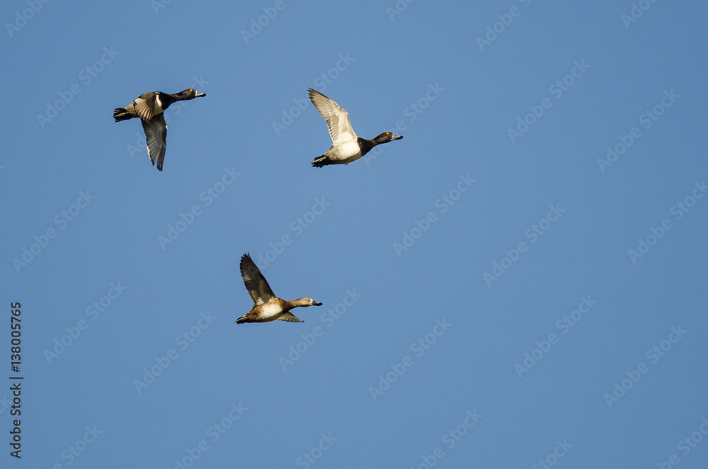 Three Ring-Necked Ducks Flying in a Blue Sky Three Ring-Necked Ducks Flying in a Blue Sky