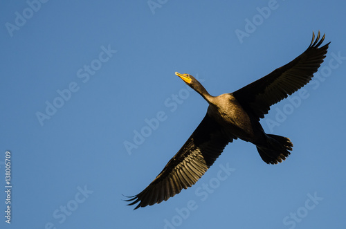 Double-Crested Cormorant Flying in a Blue Sky