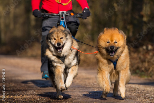 Zwei Eurasier vom Fahrrad photo