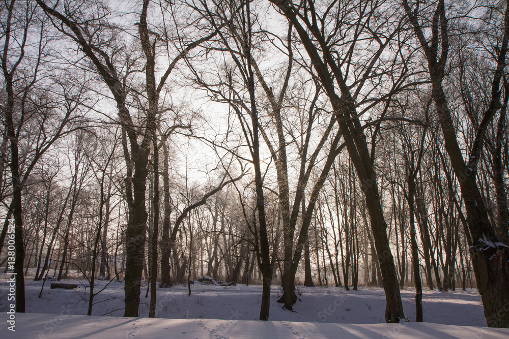 Trees covered with hard rime on a sunny winter day Trees covered with hard rime on a sunny winter day
