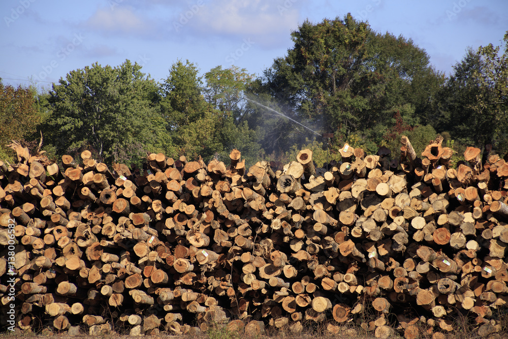 Logging Industry Meridian Mississippi