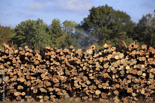 Logging Industry Meridian Mississippi
