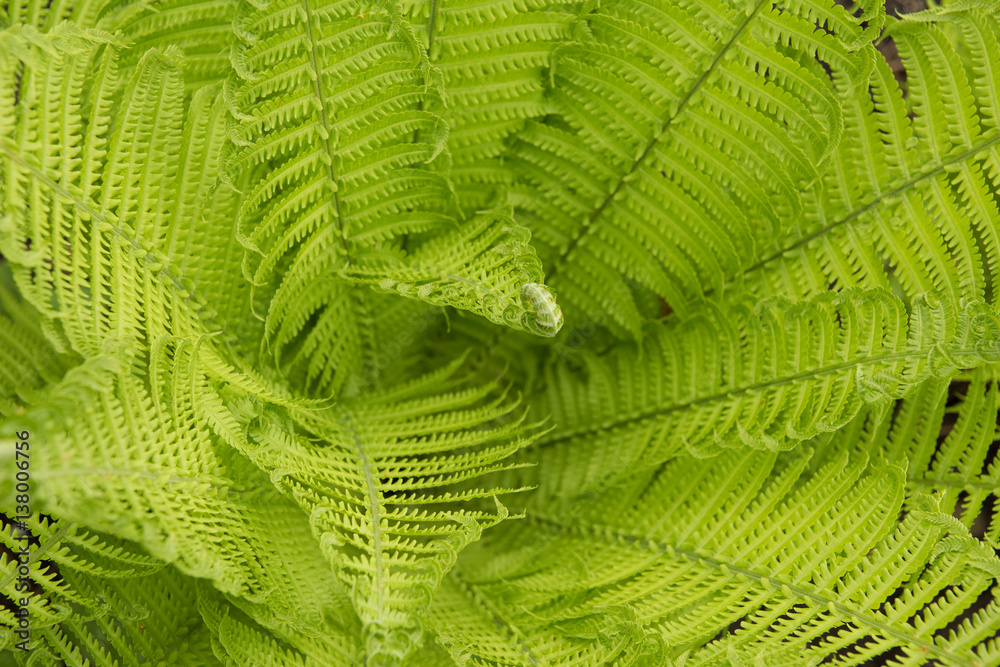 Background, texture. Green fern leaves, top view