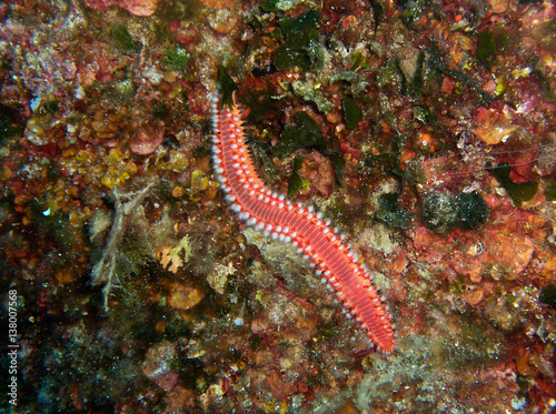 Under water shot of beautiful nodibrachia sea slug