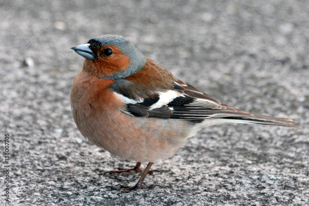 Bird Chaffinch close looking at you. A beautiful migratory bird with beautiful feathers. Wildlife animals around us. Bird Chaffinch close looking at you. A beautiful migratory bird with beautiful feathers. Wildlife animals around us.