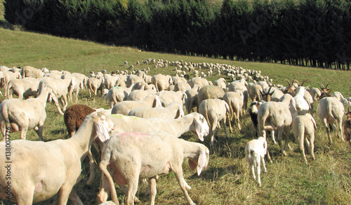 flock with many sheep with long white fleece grazing