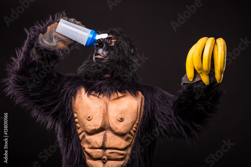 gorilla in studio