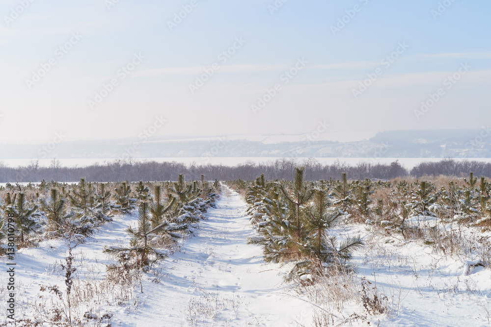 Pine-tree nursery-garden winter landscape