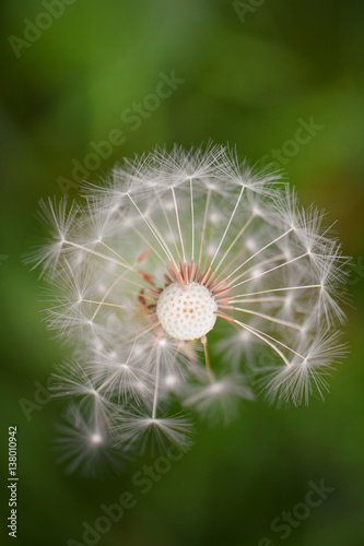 Closeup of dandelion on the wind  blurred green grass in background