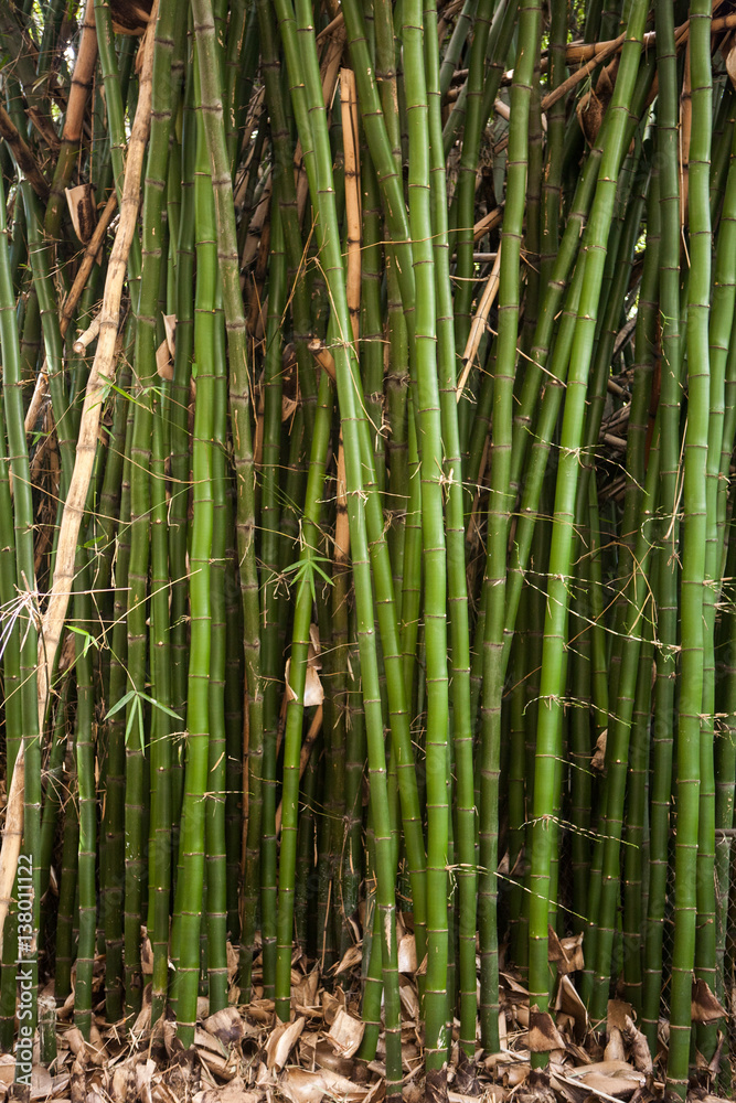 Tall bamboo plants Tall bamboo plants