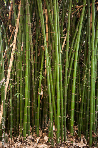 Tall bamboo plants
