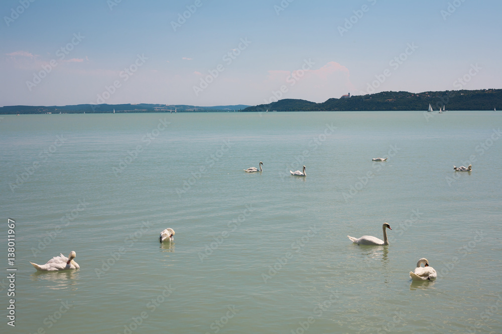 Mute swans on Lake Balaton at Balatonfured, Hungary