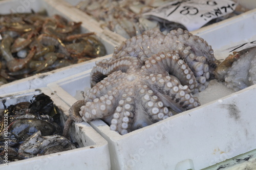 Octopus, Venice, IT photo