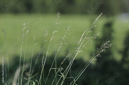 Grass in Summer