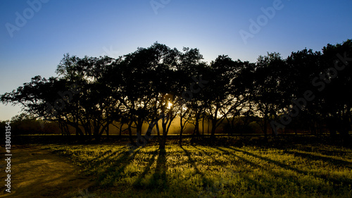 Setting sun shining through trees against a deep blue sky photo
