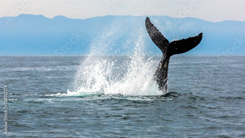 Whale swimming in Pacific Ocean, Gulf of California, Punta de Mita