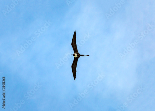 Great Frigatebird Flying Near Punta Mita Mexico