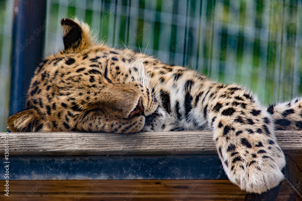 Obraz premium Jaguar Leopard Napping Sleeping