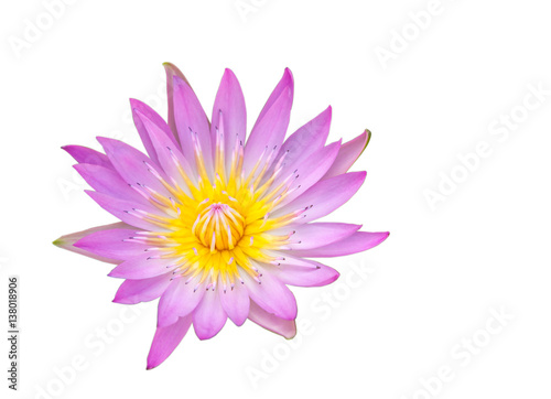 Pink lotus flower on white background