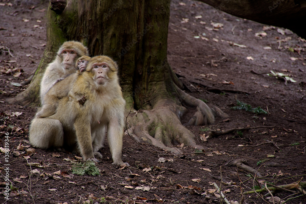 Barbary macaques  family protects their baby.