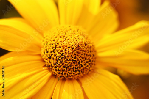  Wild sunflower. Bright.  Yellow. Closeup