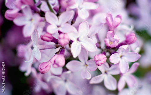  Сохранить Скачать изображение для предпросмотра blooming branch of lilac on a background of spring garden