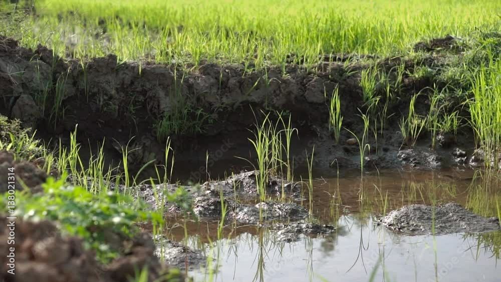 Small rice plants at rice field in Asian country
Small rice plants at rice field in Asian country